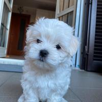 Maltese femmina
