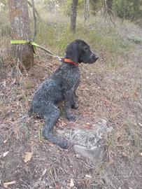 bracco pointer