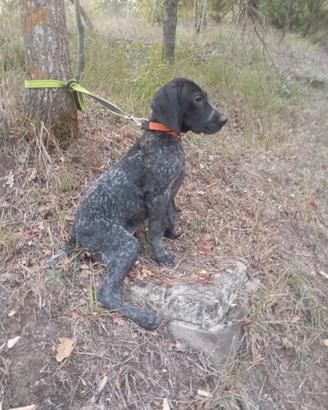 bracco pointer
