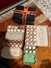 Australorp, marans , amarok,collo nudo