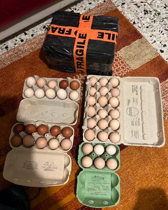 Australorp, marans , amarok,collo nudo