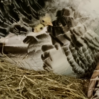 Pulcini e Pulcinot. Tacchino ermellinato di Rovigo