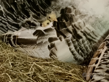 Pulcini e Pulcinot. Tacchino ermellinato di Rovigo