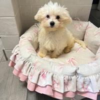 MALTESE MASCHIO CUCCIOLO con due vaccini