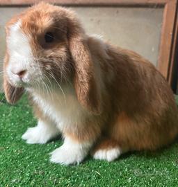 Mini Lop orange split maschio con eterocromia