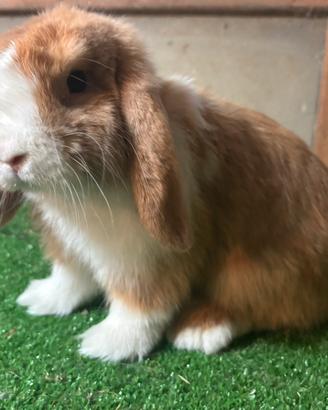Mini Lop orange split maschio con eterocromia
