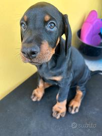 Cuccioli dobermann