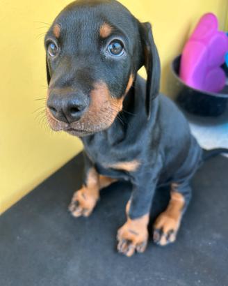 Cuccioli dobermann