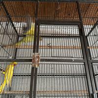 Parrocchetti dal collare