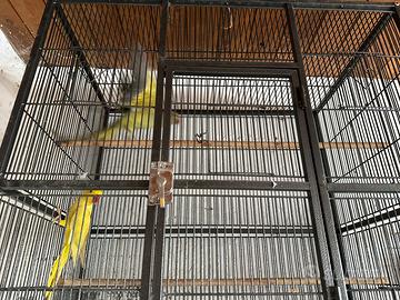 Parrocchetti dal collare