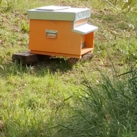 Sciami e famiglie di api