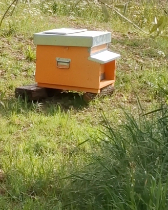 Sciami e famiglie di api