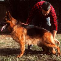 Riproduttore pastore tedesco