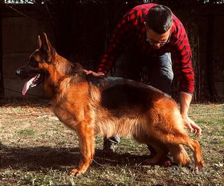 Riproduttore pastore tedesco