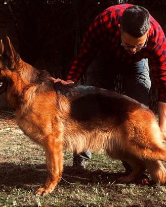 Riproduttore pastore tedesco