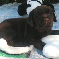Labradors puppy con pedigree