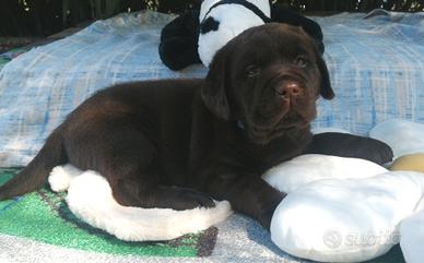 Labradors puppy con pedigree