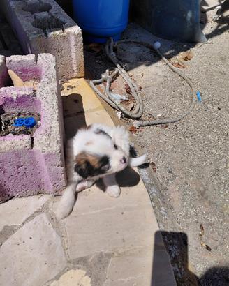 Cani meticci