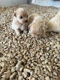 Maltipoo mini toy