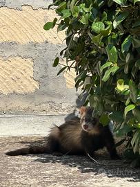 Furetti 