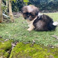 Shih Tzu cuccioli