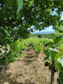 Terreno vicino alla ss581