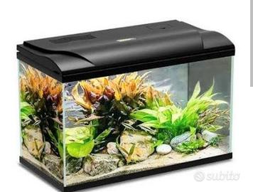 Acquario