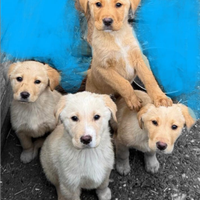 Cuccioli Labradori