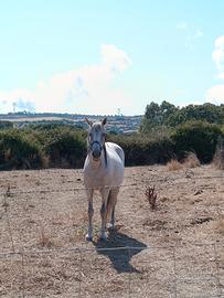 Cavallo
