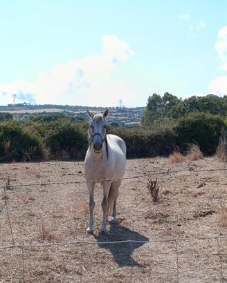 Cavallo