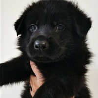 Pastore tedesco da lavoro