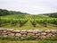 Immagine 8