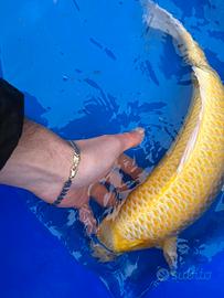 Carpe koi Giapponesi