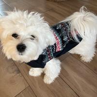 Maltesina per accoppiamento