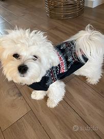 Maltesina per accoppiamento