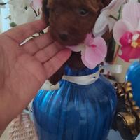 Barboncino min itoy red