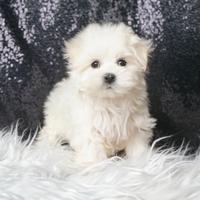 Cucciolina femmina di Maltese