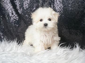 Cucciolina femmina di Maltese