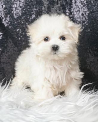 Cucciolina femmina di Maltese