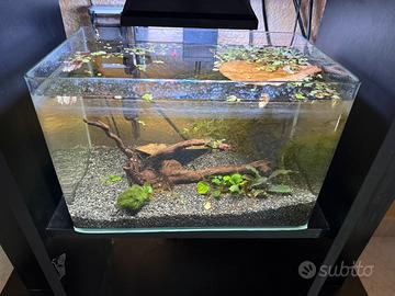 Acquario completo e betta splendents