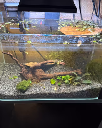 Acquario completo e betta splendents