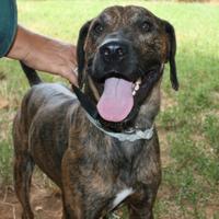 THOR MIX segugio timido