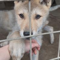 Cane lupo cecoslovacco