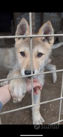 Cane lupo cecoslovacco