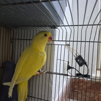 Coppie e singoli pappagalli parrocchetti dal colla