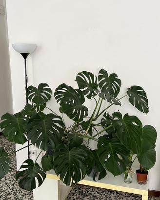 Monstrea pianta con il vaso