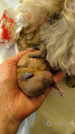 Miniature Poddle #barboncino