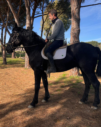 Cavallo murgese