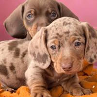 BASSOTTO NANO MERLE CUCCIOLI - bassotti nani