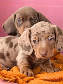 BASSOTTO NANO MERLE CUCCIOLI - bassotti nani